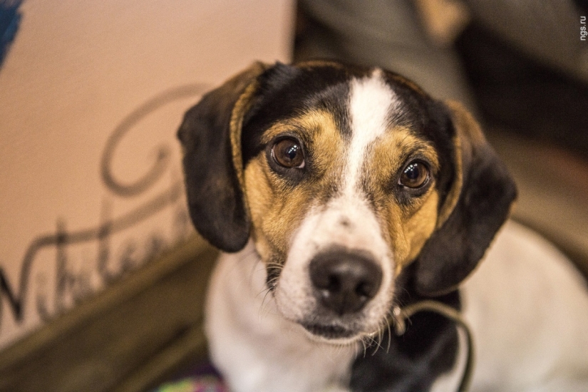 No puedes alimentarlos, pero puedes llevarlos a casa: se ha abierto un café con perros callejeros en Novosibirsk