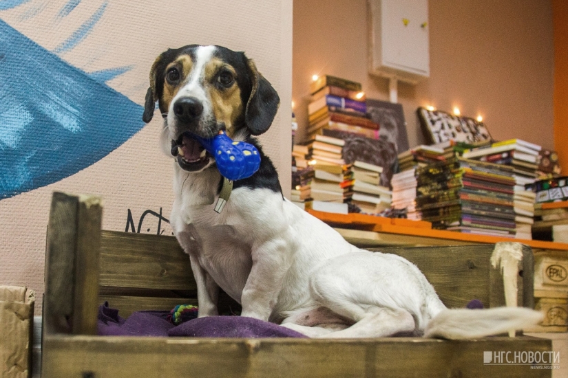 No puedes alimentarlos, pero puedes llevarlos a casa: se ha abierto un café con perros callejeros en Novosibirsk