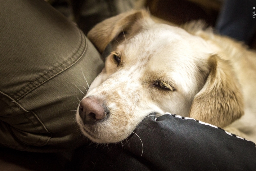 No puedes alimentarlos, pero puedes llevarlos a casa: se ha abierto un café con perros callejeros en Novosibirsk