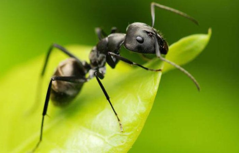 Not only inside: 12 most unusual, but effective ways to use vodka Not only inside: 12 most unusual, but effective ways to use vodka