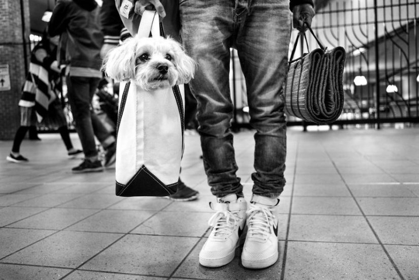 Ojos de perro honestos: un británico fotografía perros en diferentes países del mundo
