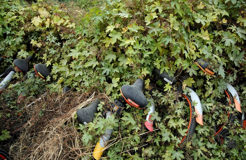 "¡Olla, no cocines!": cómo las bicicletas de alquiler inundaron China