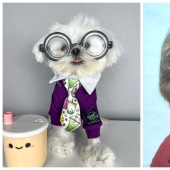 On style: a fashionable dog, similar to Elton John, has become an Internet star On style: a fashionable dog, similar to Elton John, has become an Internet star