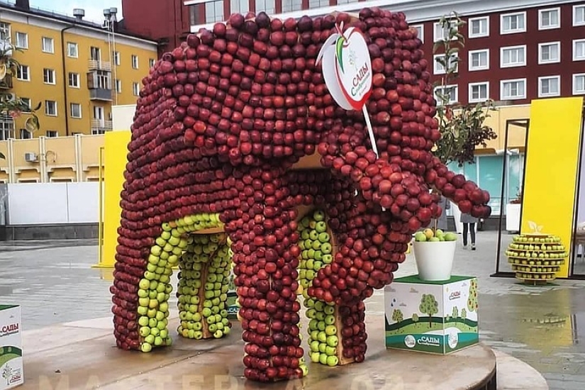 On the Day of the city, residents of Stavropol ate an elephant and gnawed the crown of a tree On the Day of the city, residents of Stavropol ate an elephant and gnawed the crown of a tree