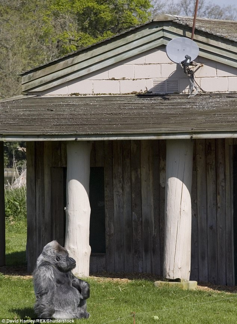 One of the oldest gorillas died in her own mansion with heating and TV