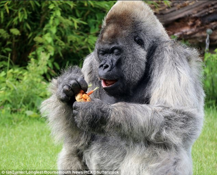 One of the oldest gorillas died in her own mansion with heating and TV