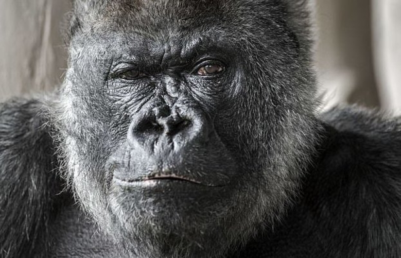 One of the oldest gorillas died in her own mansion with heating and TV