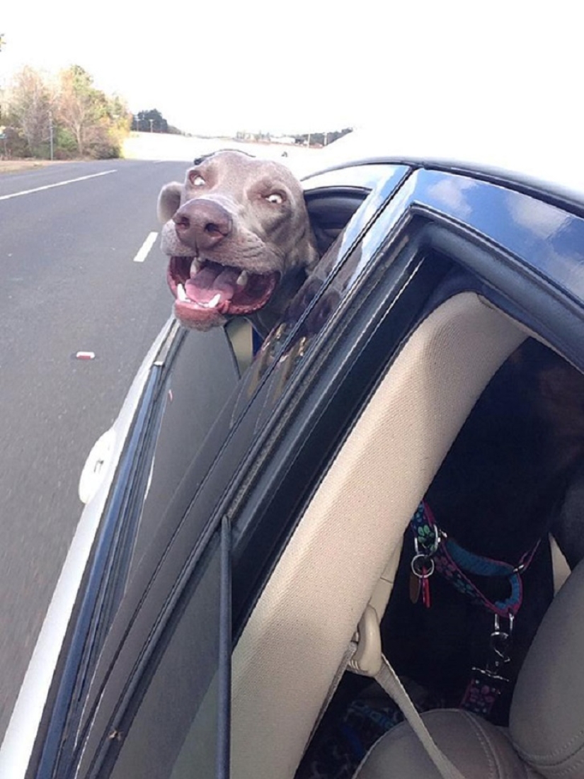 Only the wind, only happiness is ahead: 29 dogs who are hit in the face by the wind Only the wind, only happiness is ahead: 29 dogs who are hit in the face by the wind