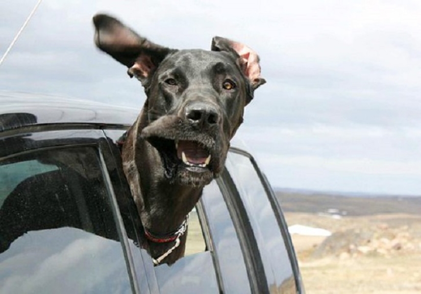 Only the wind, only happiness is ahead: 29 dogs who are hit in the face by the wind Only the wind, only happiness is ahead: 29 dogs who are hit in the face by the wind