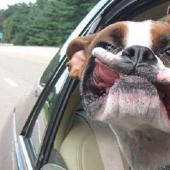 Only the wind, only happiness is ahead: 29 dogs who are hit in the face by the wind