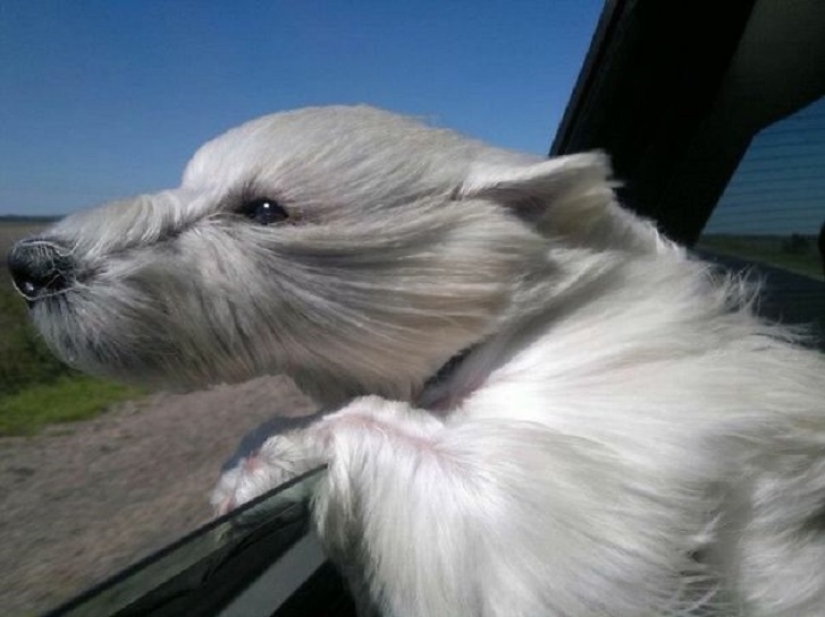 Only the wind, only happiness is ahead: 29 dogs who are hit in the face by the wind Only the wind, only happiness is ahead: 29 dogs who are hit in the face by the wind