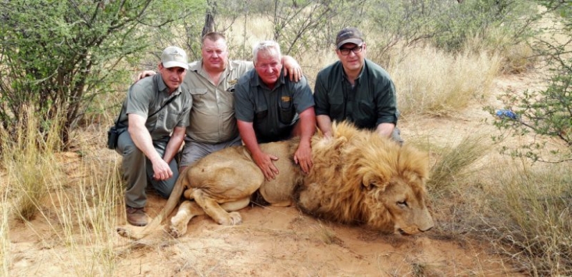 Operation Simba: billionaire Lord Ashcroft revealed a scheme of barbaric lion hunting in South Africa Operation Simba: billionaire Lord Ashcroft revealed a scheme of barbaric lion hunting in South Africa
