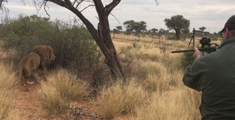 Operation Simba: billionaire Lord Ashcroft revealed a scheme of barbaric lion hunting in South Africa Operation Simba: billionaire Lord Ashcroft revealed a scheme of barbaric lion hunting in South Africa