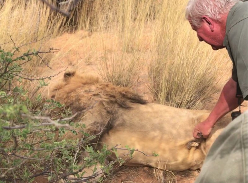 Operation Simba: billionaire Lord Ashcroft revealed a scheme of barbaric lion hunting in South Africa Operation Simba: billionaire Lord Ashcroft revealed a scheme of barbaric lion hunting in South Africa