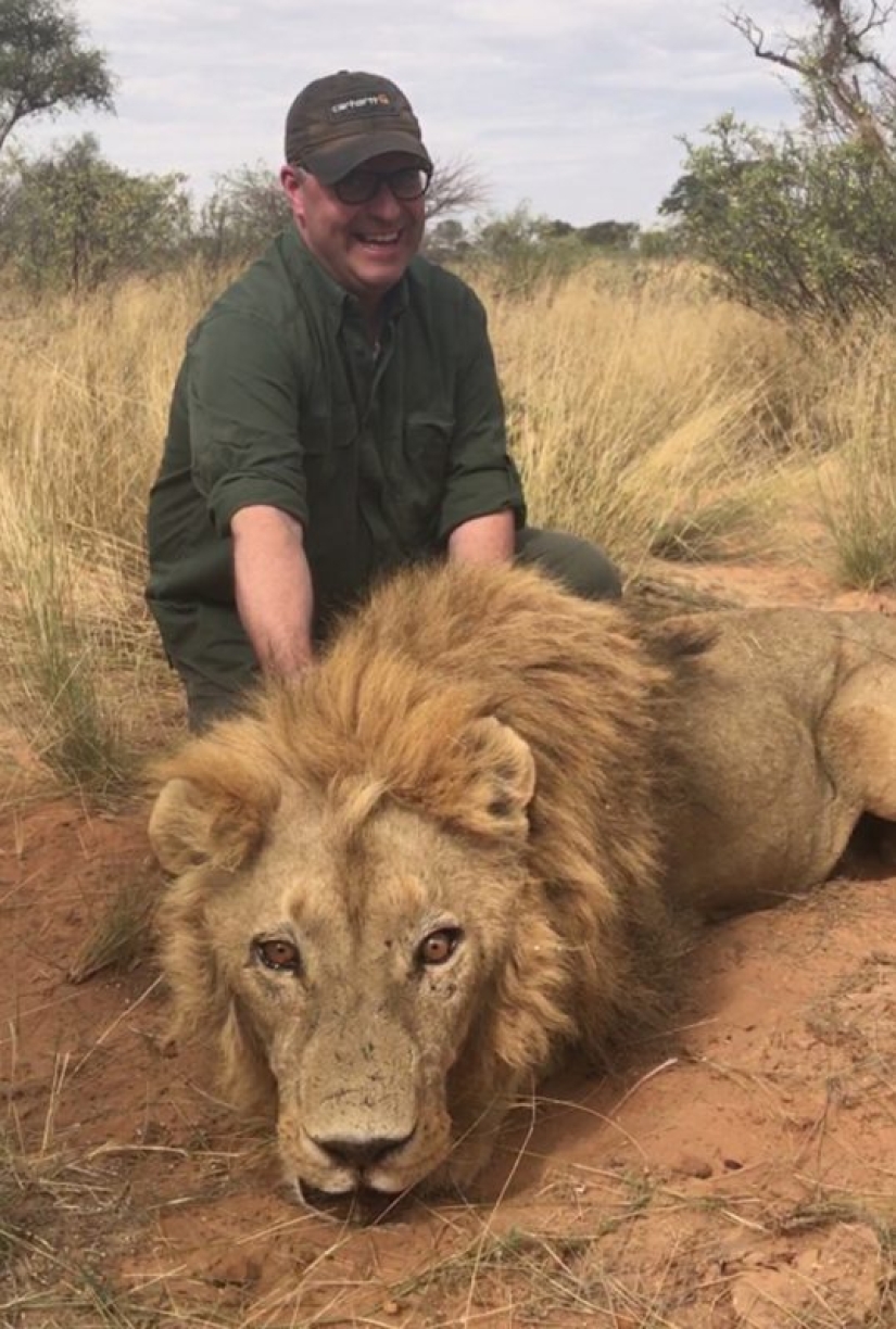 Operation Simba: billionaire Lord Ashcroft revealed a scheme of barbaric lion hunting in South Africa Operation Simba: billionaire Lord Ashcroft revealed a scheme of barbaric lion hunting in South Africa