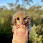 Opossums doing ridiculous and adorable things Opossums doing ridiculous and adorable things