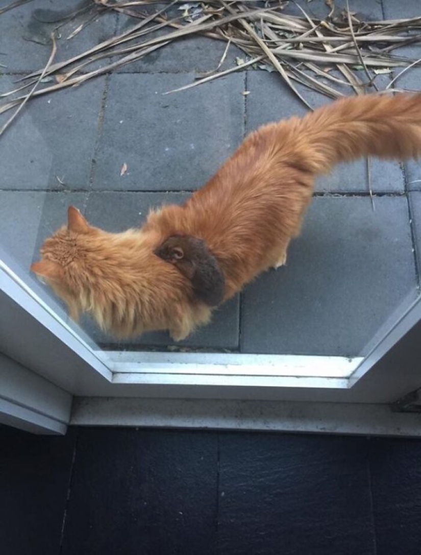 Opossums doing ridiculous and adorable things