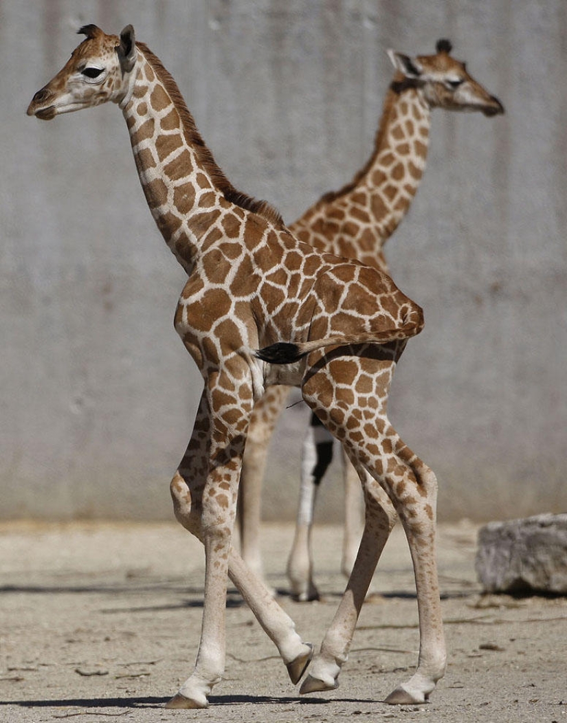 Optical illusions from all over the world
