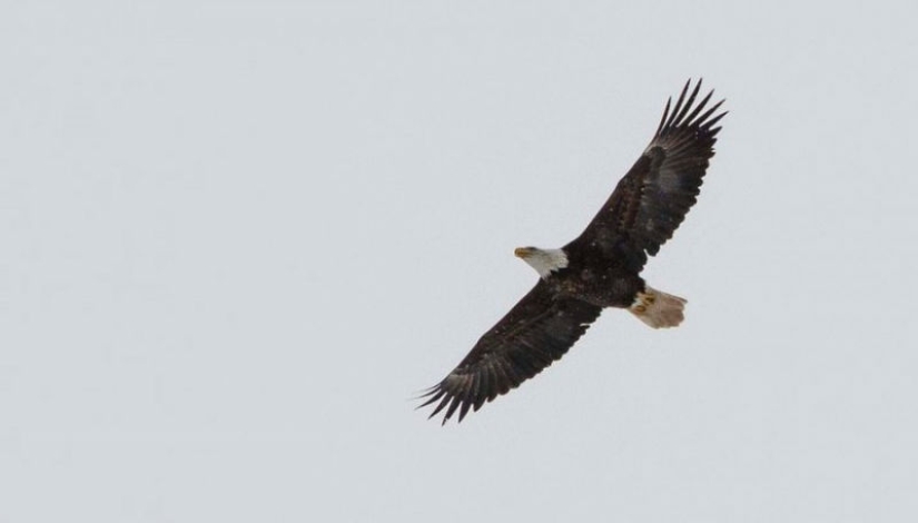 Orlan esperó fielmente a su novia en las ventanas del hospital durante toda una semana Orlan esperó fielmente a su novia en las ventanas del hospital durante toda una semana