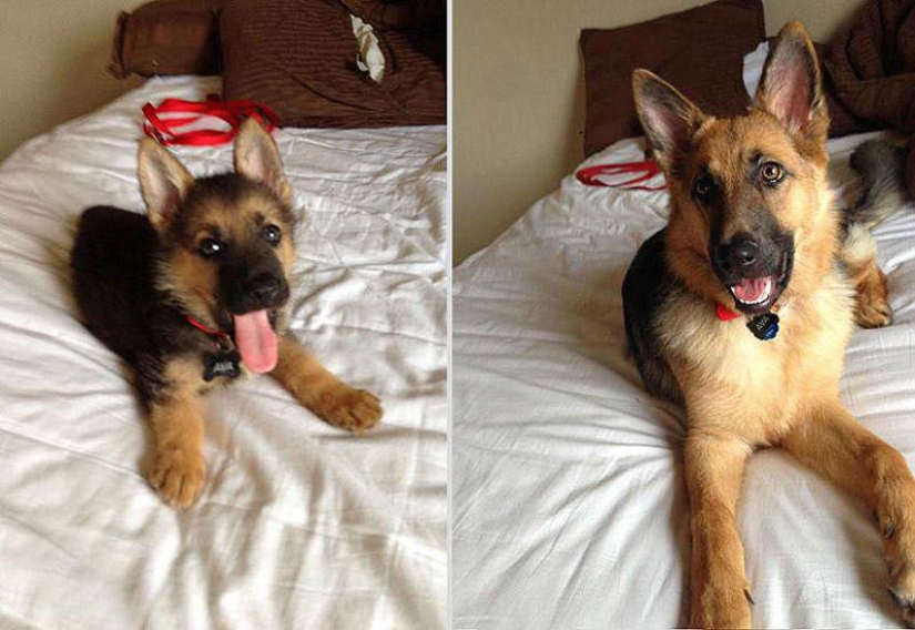 Our favorite animals: photos before and after growing up
