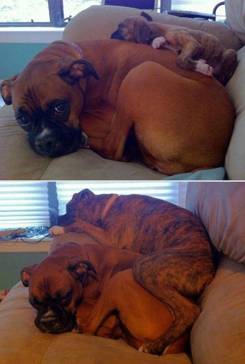 Our favorite animals: photos before and after growing up