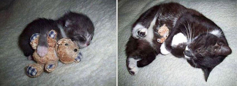 Our favorite animals: photos before and after growing up