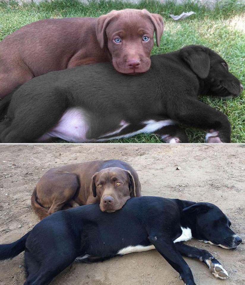 Our favorite animals: photos before and after growing up