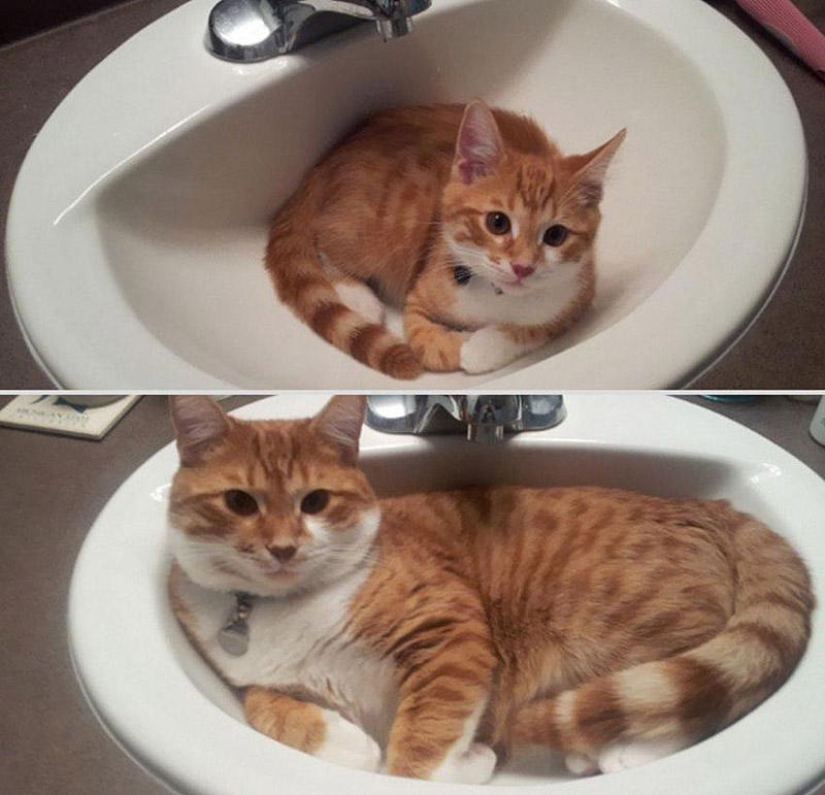 Our favorite animals: photos before and after growing up