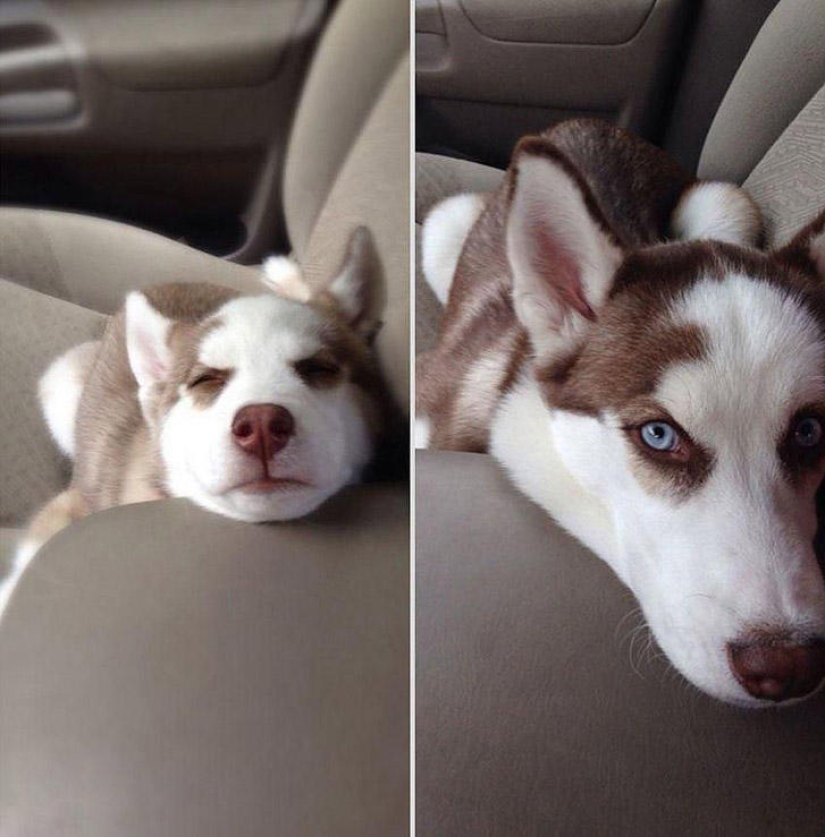 Our favorite animals: photos before and after growing up