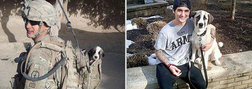 Our favorite animals: photos before and after growing up