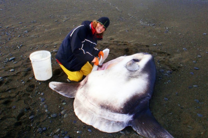 Overseas guest: a huge fish living in Australia was found on a California beach