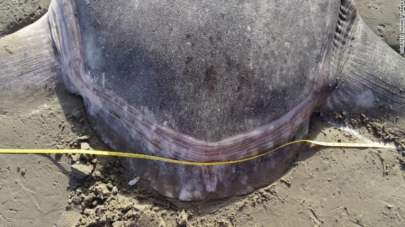 Overseas guest: a huge fish living in Australia was found on a California beach