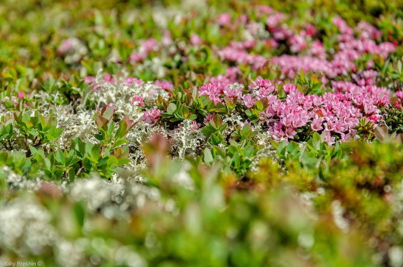 Paanajarvi National Park is a place where time slows down Paanajarvi National Park is a place where time slows down