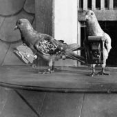 Palomas Cyborg