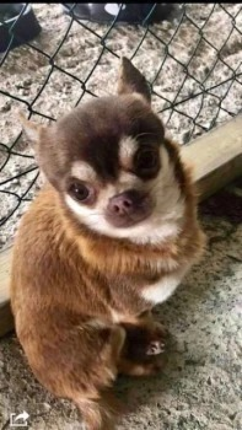 Pandilla emplumada: gaviotas agresivas aterrorizan un área en Devon, irrumpen en apartamentos y roban perros Pandilla emplumada: gaviotas agresivas aterrorizan un área en Devon, irrumpen en apartamentos y roban perros