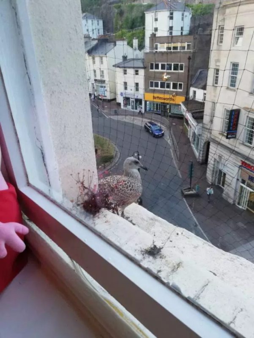 Pandilla emplumada: gaviotas agresivas aterrorizan un área en Devon, irrumpen en apartamentos y roban perros Pandilla emplumada: gaviotas agresivas aterrorizan un área en Devon, irrumpen en apartamentos y roban perros