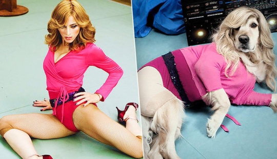 Parodias de Perros Fotos Icónicas de Madonna