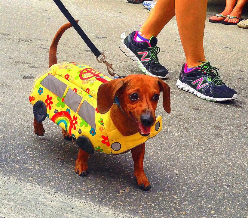 Pasó por alto la ley en ruso: en Vladivostok, los muchachos fingieron ser un autobús en un puente cerrado a los peatones
