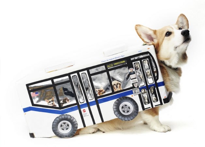 Pasó por alto la ley en ruso: en Vladivostok, los muchachos fingieron ser un autobús en un puente cerrado a los peatones