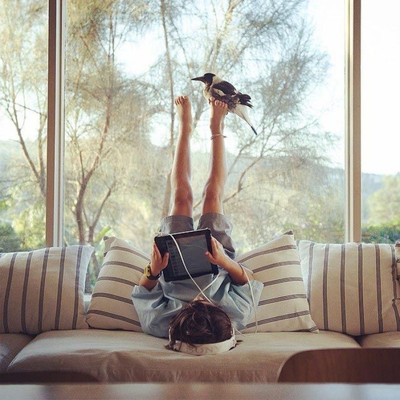 Penguin es una urraca doméstica inteligente a la que le gusta acostarse en la cama y ayuda a los niños a cepillarse los dientes Penguin es una urraca doméstica inteligente a la que le gusta acostarse en la cama y ayuda a los niños a cepillarse los dientes