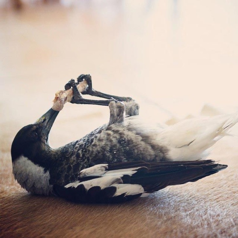 Penguin es una urraca doméstica inteligente a la que le gusta acostarse en la cama y ayuda a los niños a cepillarse los dientes Penguin es una urraca doméstica inteligente a la que le gusta acostarse en la cama y ayuda a los niños a cepillarse los dientes