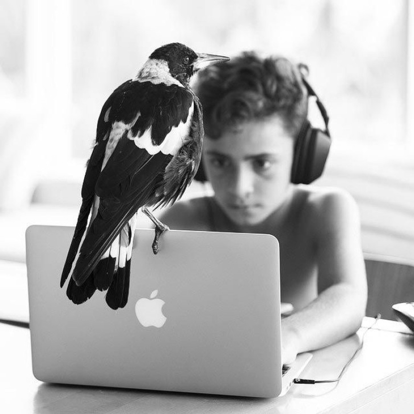 Penguin es una urraca doméstica inteligente a la que le gusta acostarse en la cama y ayuda a los niños a cepillarse los dientes Penguin es una urraca doméstica inteligente a la que le gusta acostarse en la cama y ayuda a los niños a cepillarse los dientes