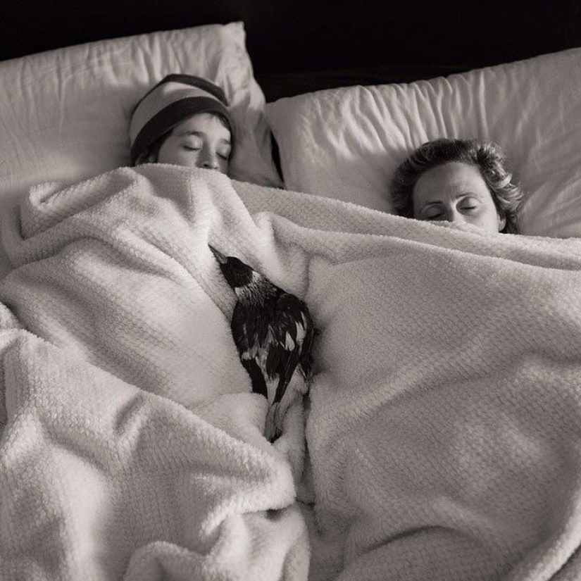 Penguin es una urraca doméstica inteligente a la que le gusta acostarse en la cama y ayuda a los niños a cepillarse los dientes Penguin es una urraca doméstica inteligente a la que le gusta acostarse en la cama y ayuda a los niños a cepillarse los dientes