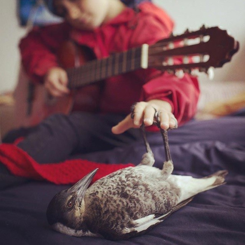Penguin is a smart domestic magpie who likes to lie in bed and helps children brush their teeth