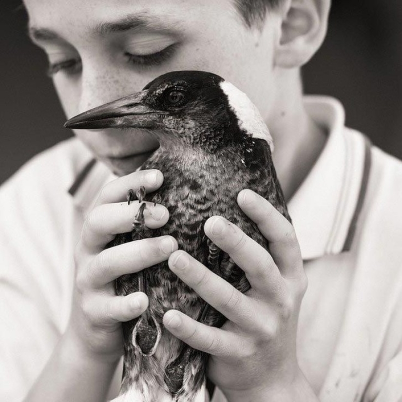 Penguin is a smart domestic magpie who likes to lie in bed and helps children brush their teeth