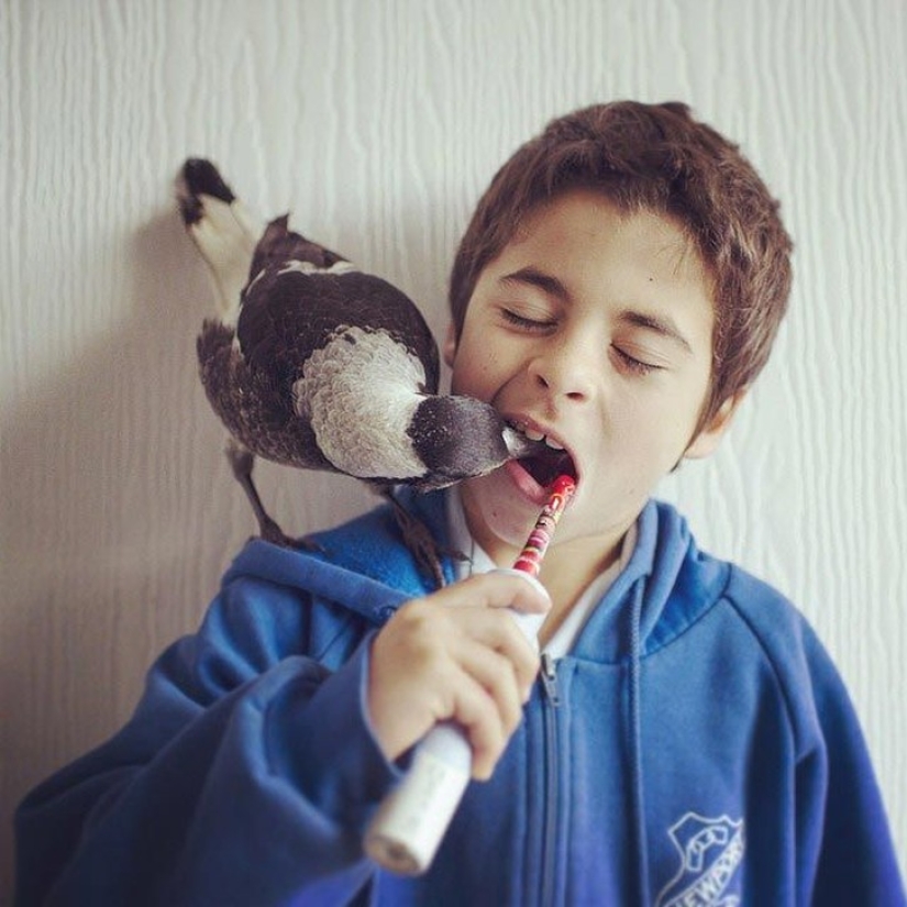 Penguin is a smart domestic magpie who likes to lie in bed and helps children brush their teeth