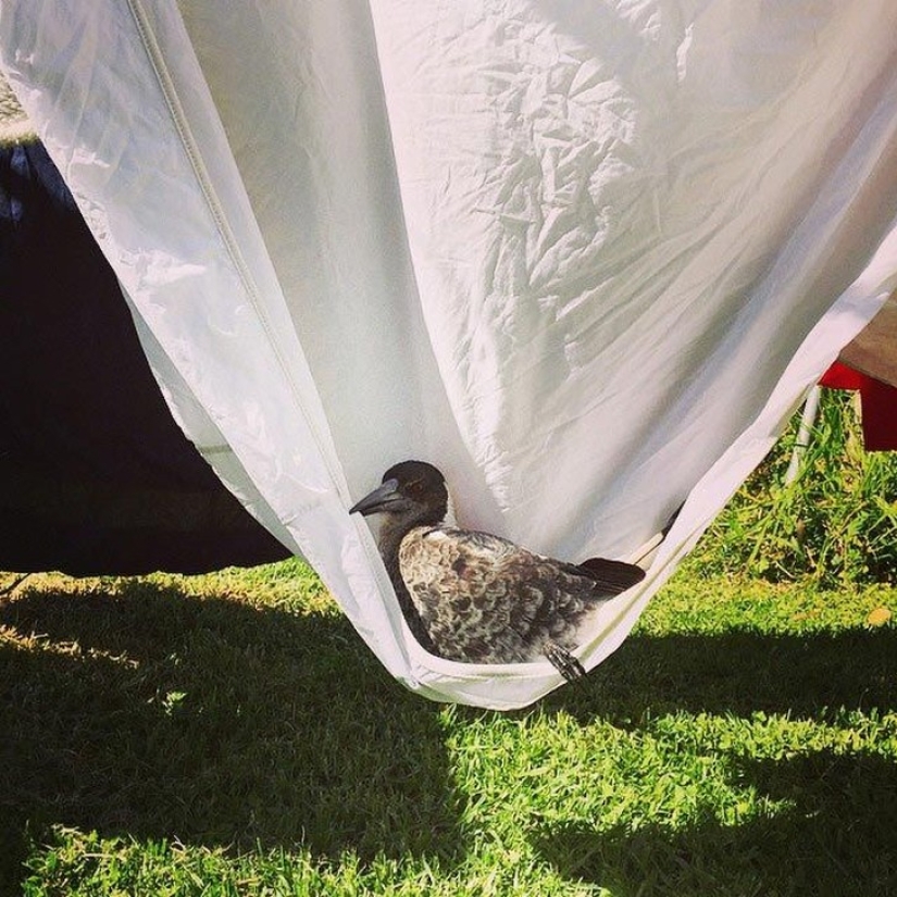 Penguin is a smart domestic magpie who likes to lie in bed and helps children brush their teeth