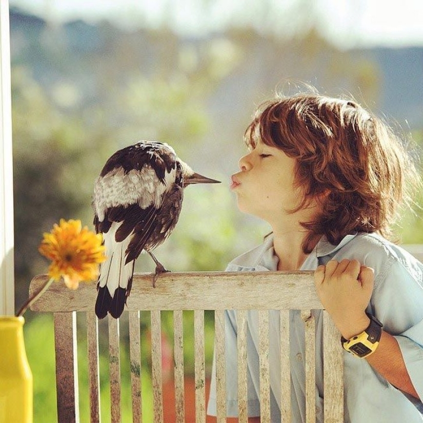 Penguin is a smart domestic magpie who likes to lie in bed and helps children brush their teeth