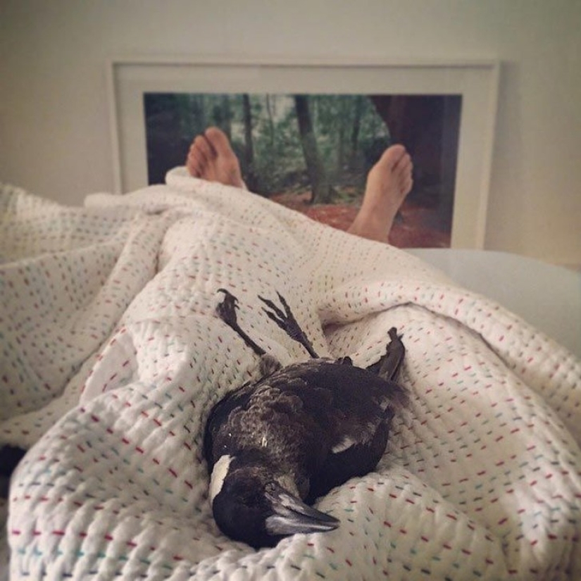 Penguin is a smart domestic magpie who likes to lie in bed and helps children brush their teeth