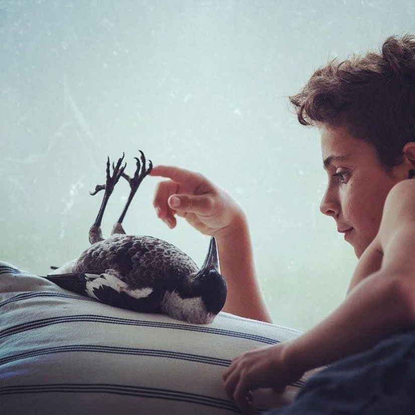Penguin is a smart domestic magpie who likes to lie in bed and helps children brush their teeth